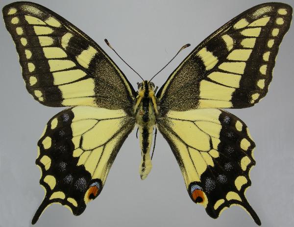 Photo of Papilio machaon by Norbert Kondla